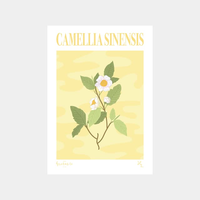 Poster Camellia Sinensis A3